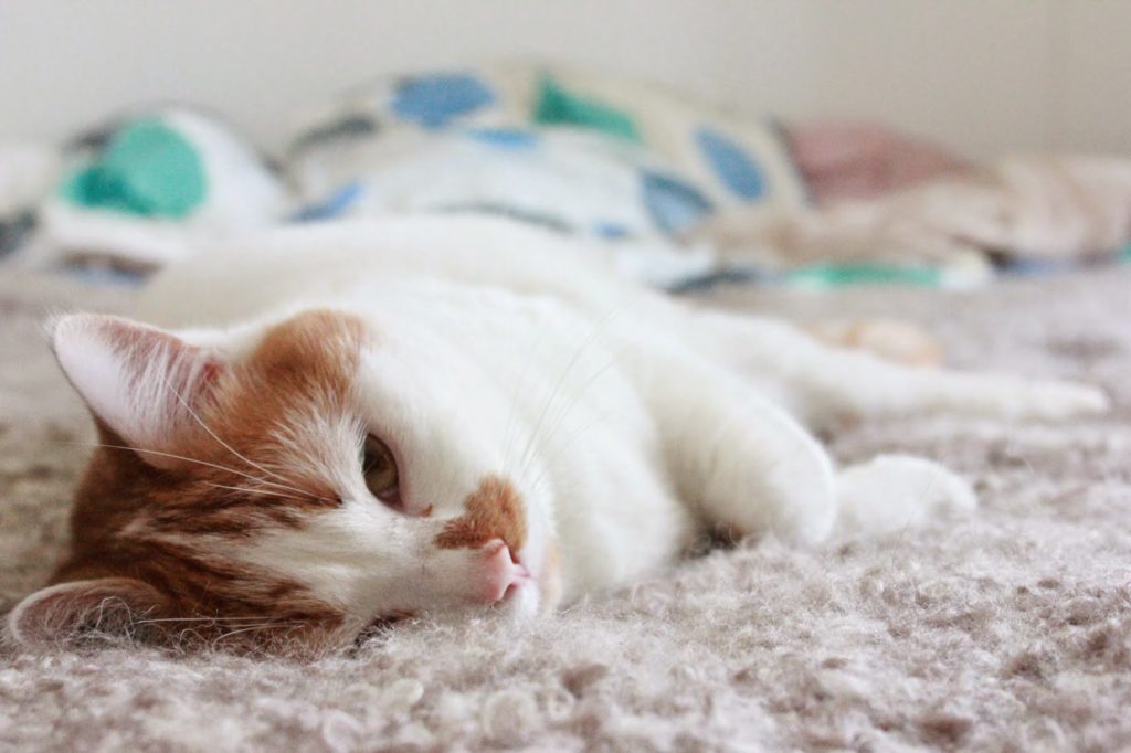 Chat roux et blanc qui dort