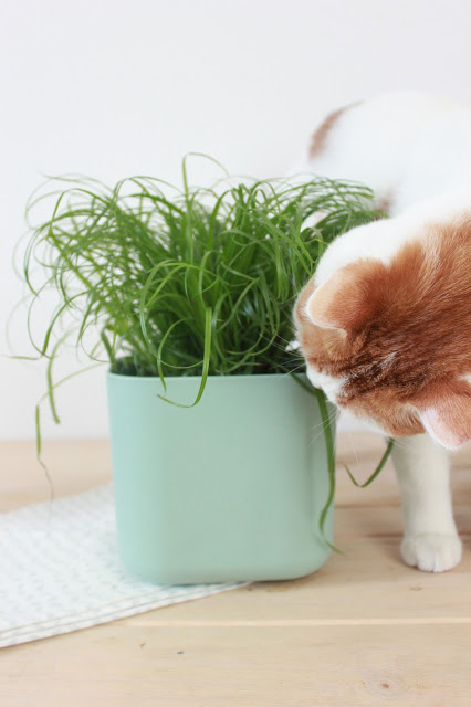 chat qui mange de l'herbe à chat