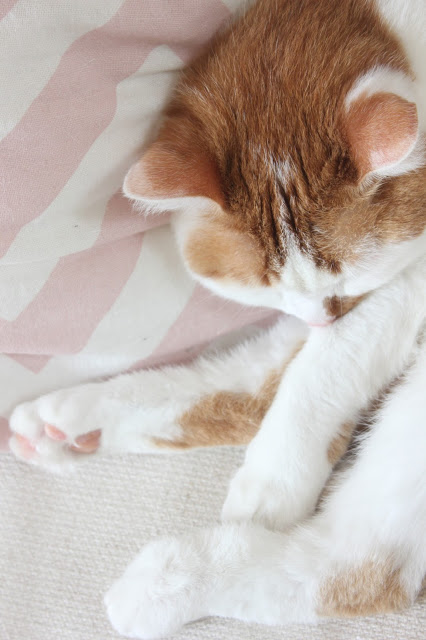 chat au pelage roux et blanc