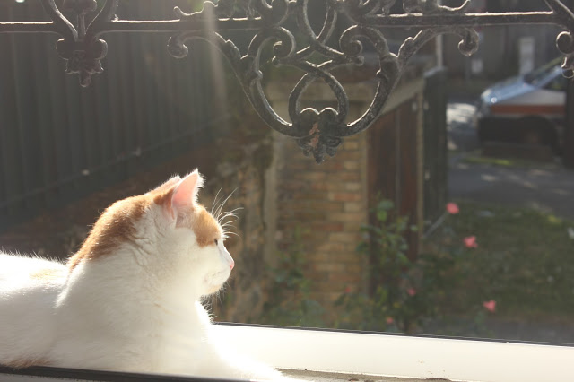 chat qui bronze sur un rebord de fenêtre
